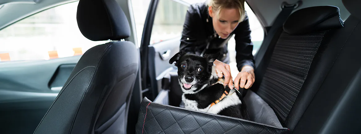 Kiralık aracın arka koltuğunda koruyucu örtü üzerinde emniyet tasması takılan köpek
